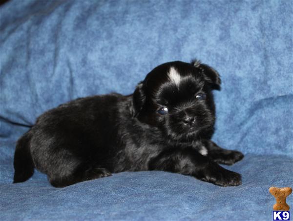 Shih Tzu Puppies