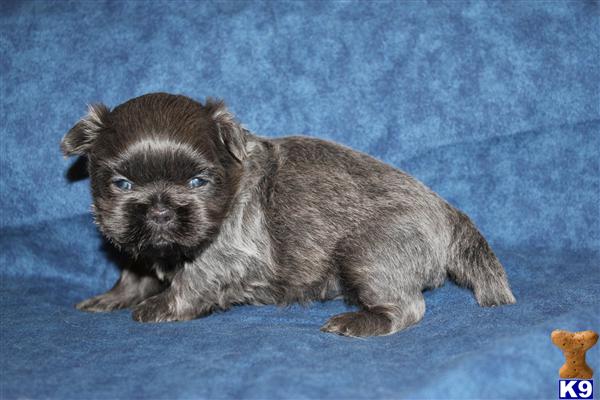 Shih Tzu Puppies