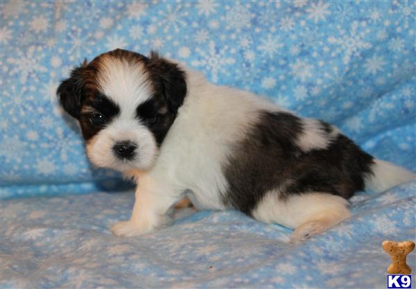 Shih Tzu Puppies