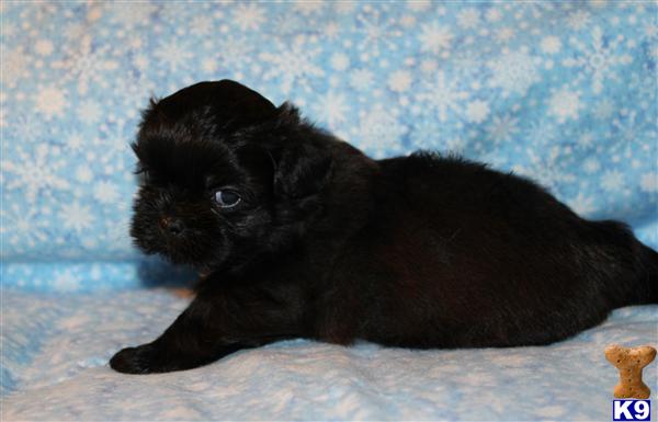 Shih Tzu Puppies