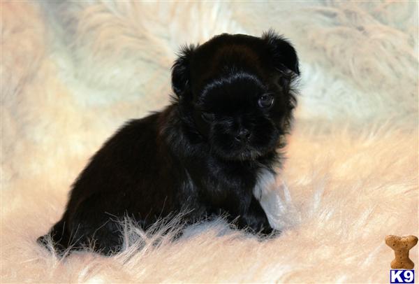 Shih Tzu Puppies in TX