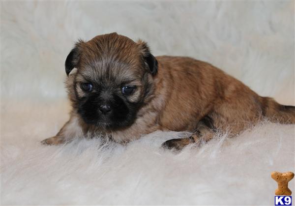 Shih Tzu Puppies in TX