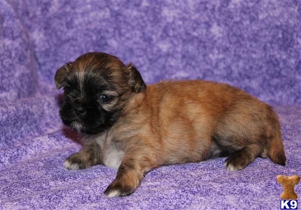 Shih Tzu Puppies in TX