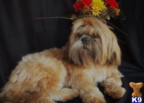 Shih Tzu Puppies in TX