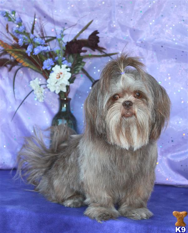 shih tzu hair styles for females haircuts for shih tzu dogs hairstylegalleries shih tzu hair styles for females haircuts for shih tzu dogs hairstylegalleries