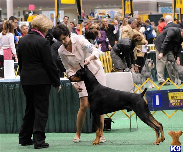 Stud Dogs in IL