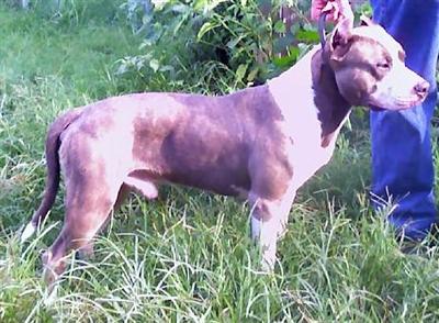 Stud Dogs in FL