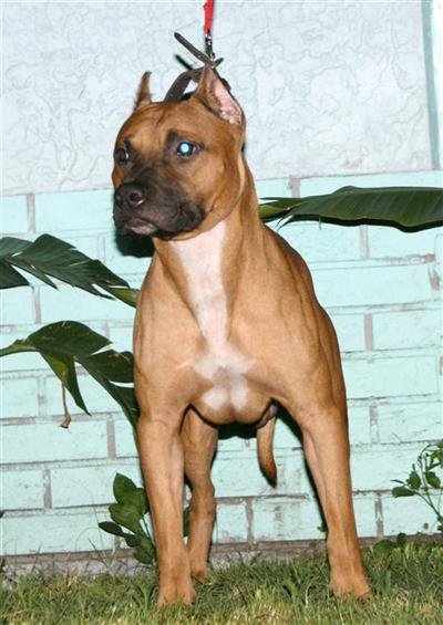 Stud Dogs in FL