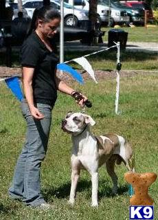 Stud Dogs in FL
