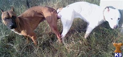 American Pit Bull Puppies in FL