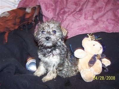 Puppies in NE