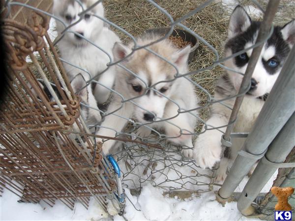 Puppies in NE
