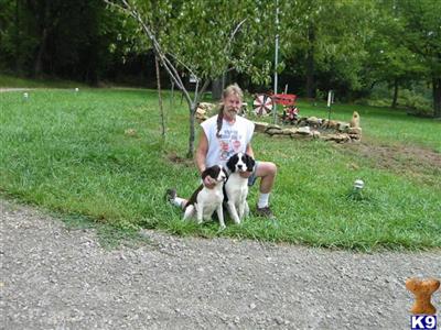 English Springer Spaniel Puppies for Sale