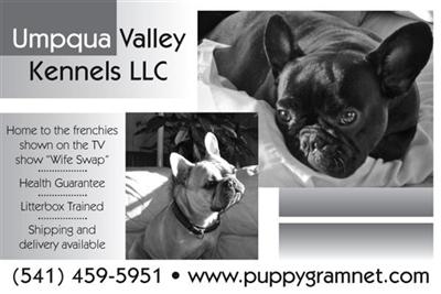 French Bulldog Puppies for Sale