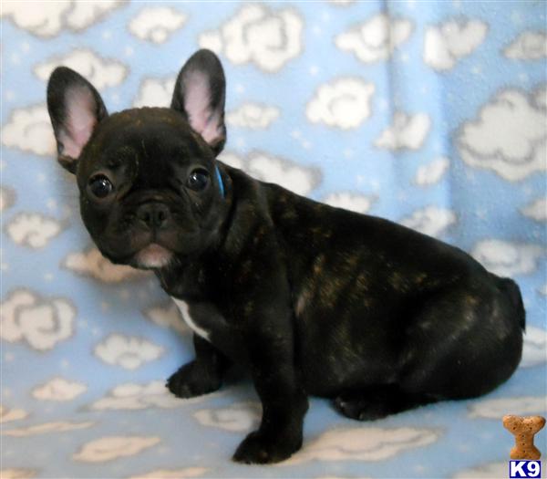 Puppies in OR