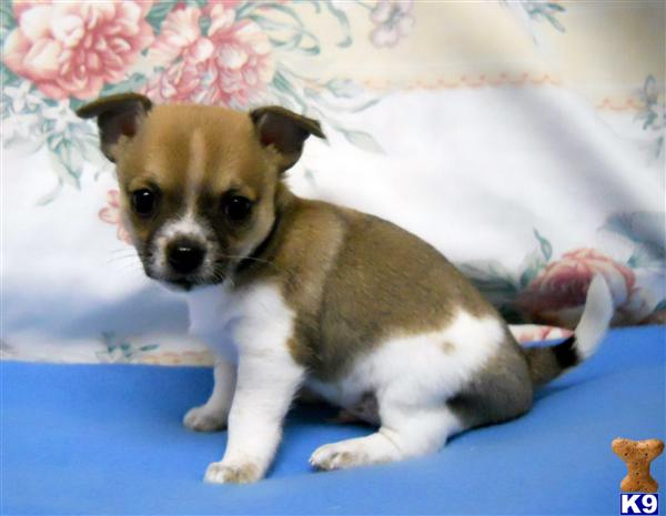 Puppies in OR