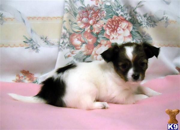 Puppies in OR