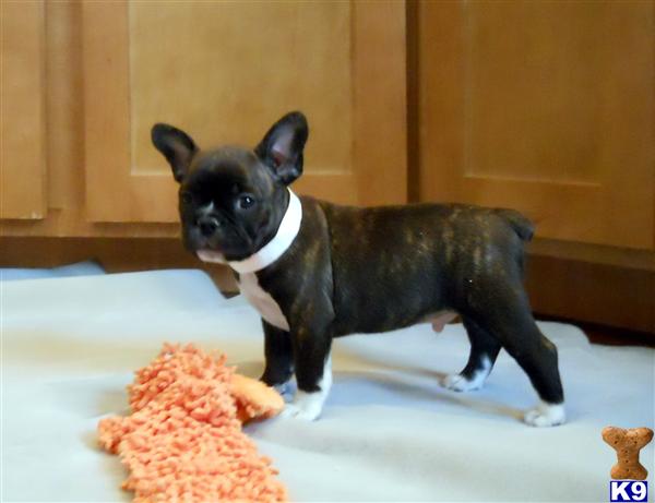 Puppies in OR