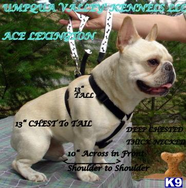 Stud Dogs - French Bulldog