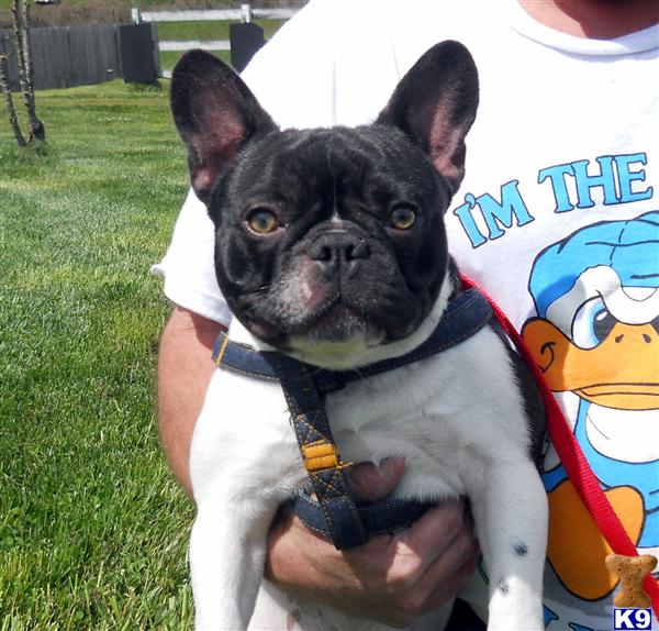 Stud Dogs - French Bulldog