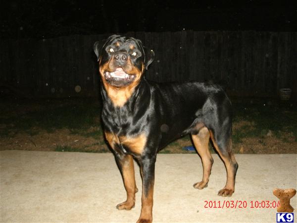 Stud Dogs in TN
