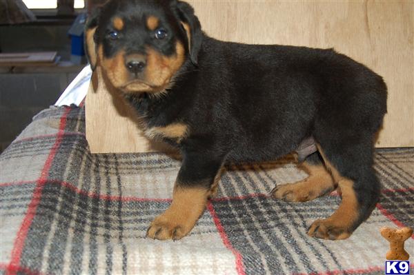 Puppies in TN