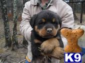 Puppies in TN