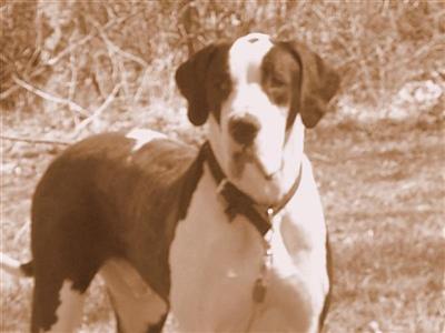 Stud Dogs in IA