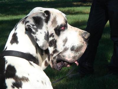 Stud Dogs in IA