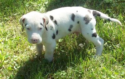 Puppies in IA