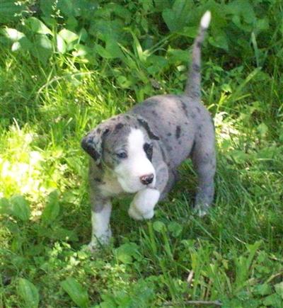 Puppies in IA