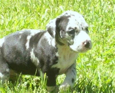 Puppies in IA