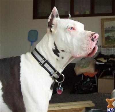 Stud Dogs - Great Dane