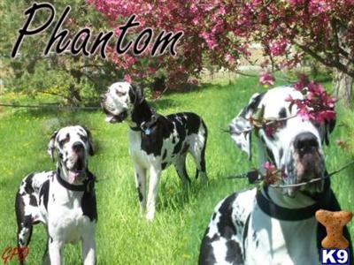 Stud Dogs in IA