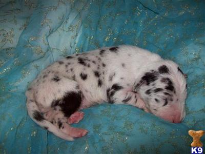 Puppies in IA