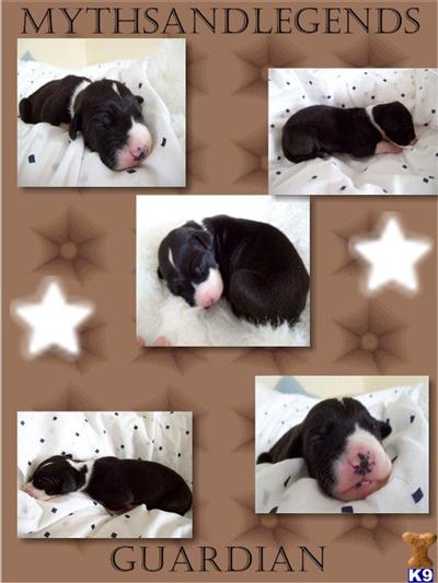 Puppies in IA