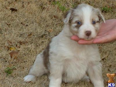 Puppies in Gilbert