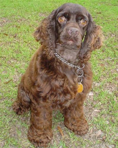Dogs for Sale in SC
