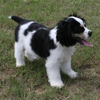 American Cocker Spaniel Puppies for Sale