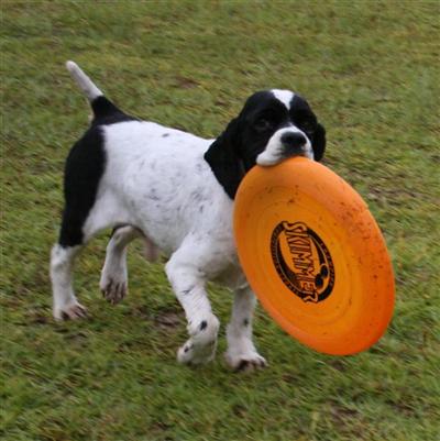 Dogs for Sale in SC