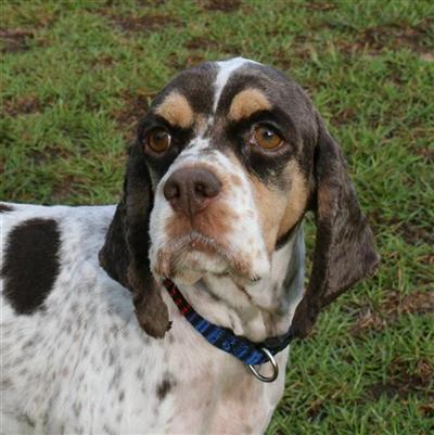 Dogs for Sale in SC