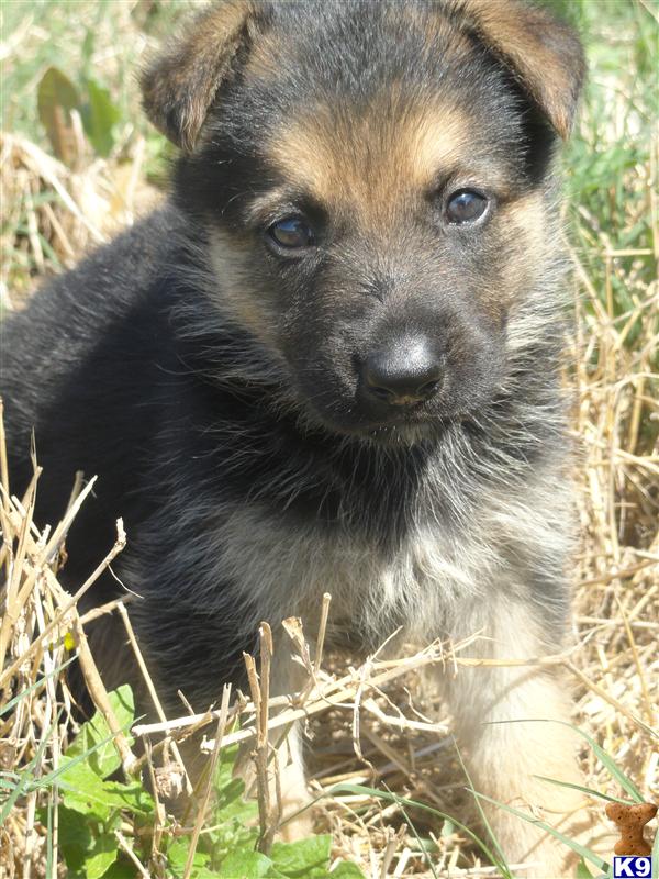 Puppies in MS