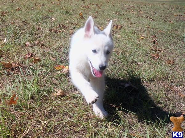 Puppies in MS