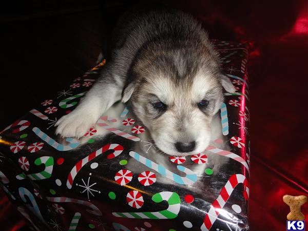 Puppies in MS