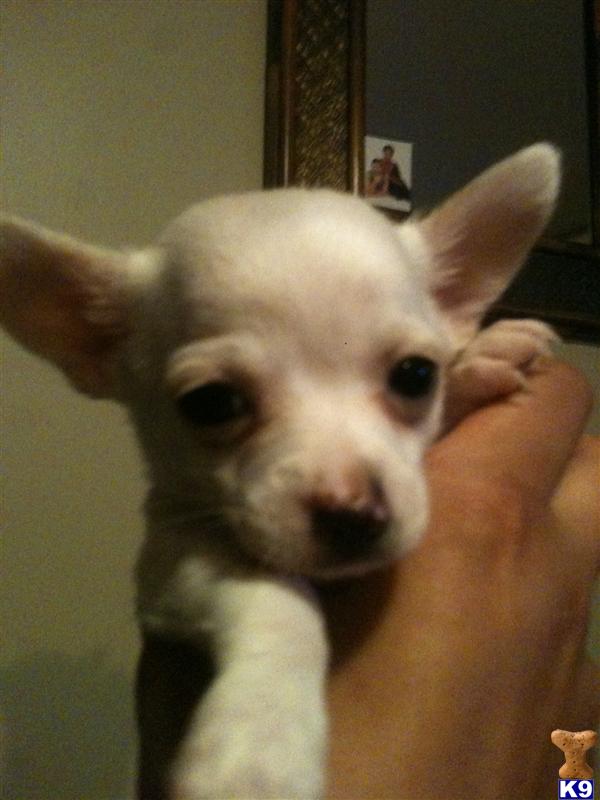 Puppies in Danville