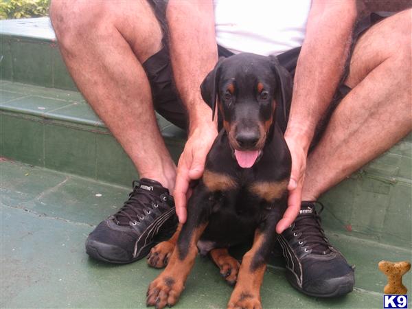 Doberman Pinscher Puppies in FL