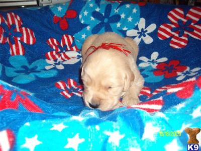 Puppies in Youngstown
