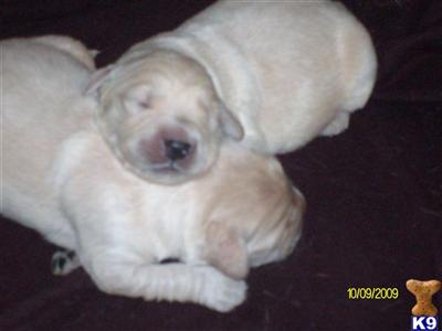 Puppies in Youngstown