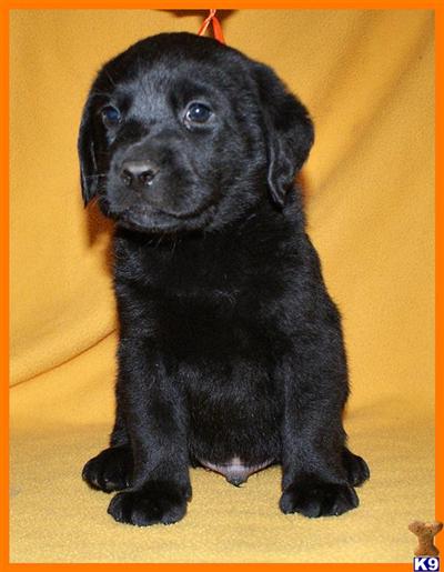 Puppies in GA