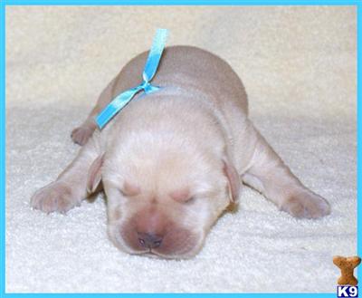 Puppies in GA